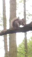 Sciurus carolinensis