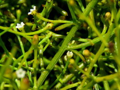 Thesium euphrasioides