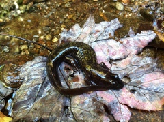 Desmognathus marmoratus