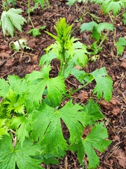 Aconitum sinomontanum