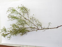Thesium euphrasioides