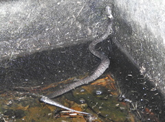 Pareas margaritophorus