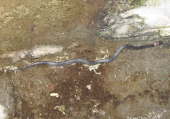 Pareas margaritophorus