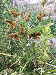 Cyperus alopecuroides