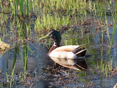 Anas platyrhynchos
