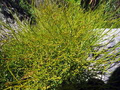 Thesium euphrasioides