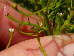 Thesium euphrasioides