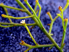 Thesium euphrasioides