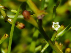 Thesium euphrasioides