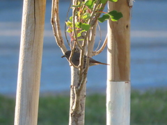 Phoenicurus ochruros