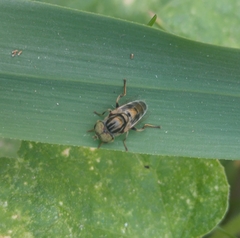 Eristalinus aeneus