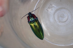 Campsosternus watanabei