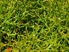 Thesium euphrasioides