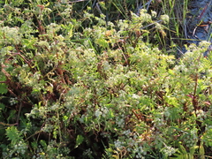 Apium nodiflorum