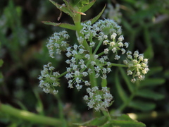 Apium nodiflorum