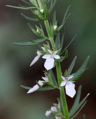 Teucrium laciniatum