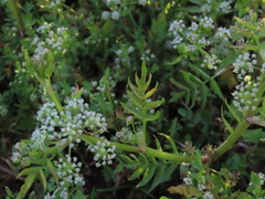 Apium nodiflorum