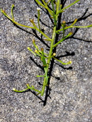 Thesium euphrasioides