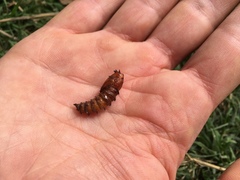 Mallophora ruficauda