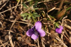 Viola dissecta