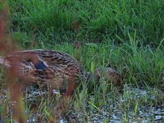 Anas platyrhynchos