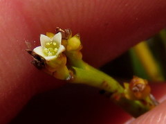 Thesium pseudovirgatum