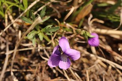 Viola dissecta
