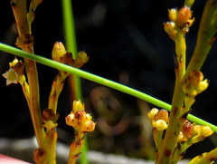 Thesium pseudovirgatum