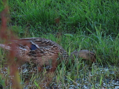 Anas platyrhynchos