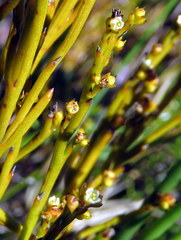 Thesium pseudovirgatum