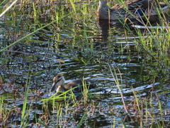 Anas platyrhynchos