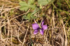 Viola dissecta