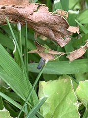 Amblysellus curtisii