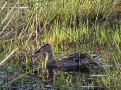 Anas platyrhynchos