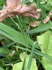 Amblysellus curtisii