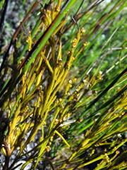 Thesium pseudovirgatum