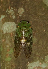 Dyticopycna semiclara