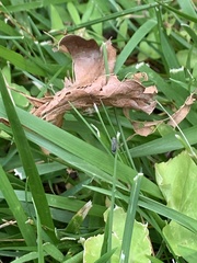 Amblysellus curtisii