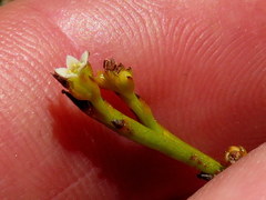 Thesium pseudovirgatum