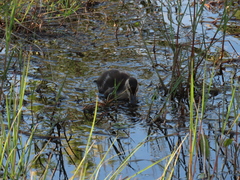 Anas platyrhynchos