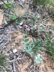 Penstemon buckleyi