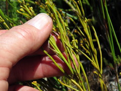 Thesium pseudovirgatum