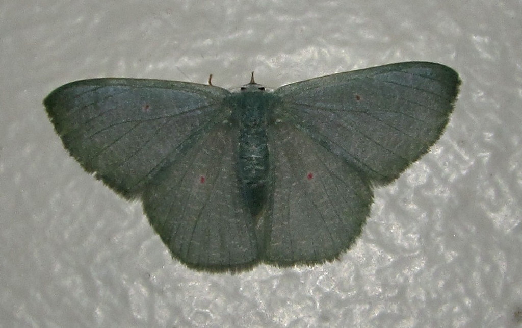 Prasinocyma pupillata