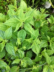 Parietaria officinalis