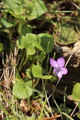 Viola rupestris