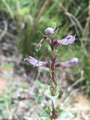 Penstemon buckleyi