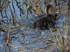 Anas platyrhynchos