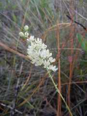Tofieldia glabra