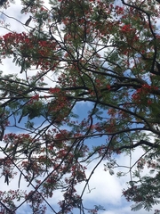 Delonix regia