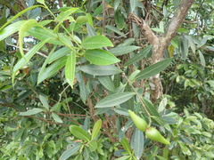 Anodendron benthamianum